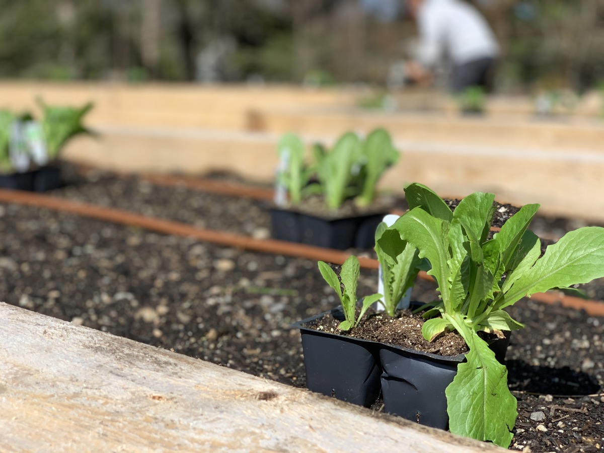 Home Vegetable Garden